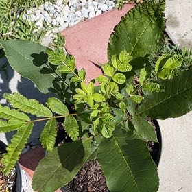 Photo of the plant species Pecan by @OpenlyCowshorn named Marley on Greg, the plant care app