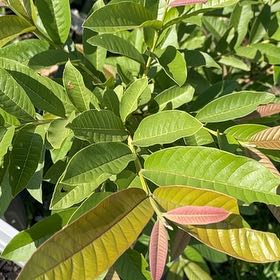 Photo of the plant species Guava Tree by @OpenlyCowshorn named Keanu Leaves on Greg, the plant care app