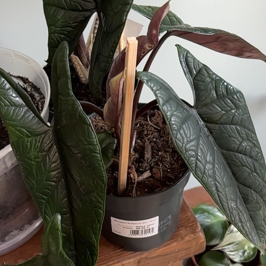Potted Alocasia Scalprum with dark green, textured leaves. Soil is visible.