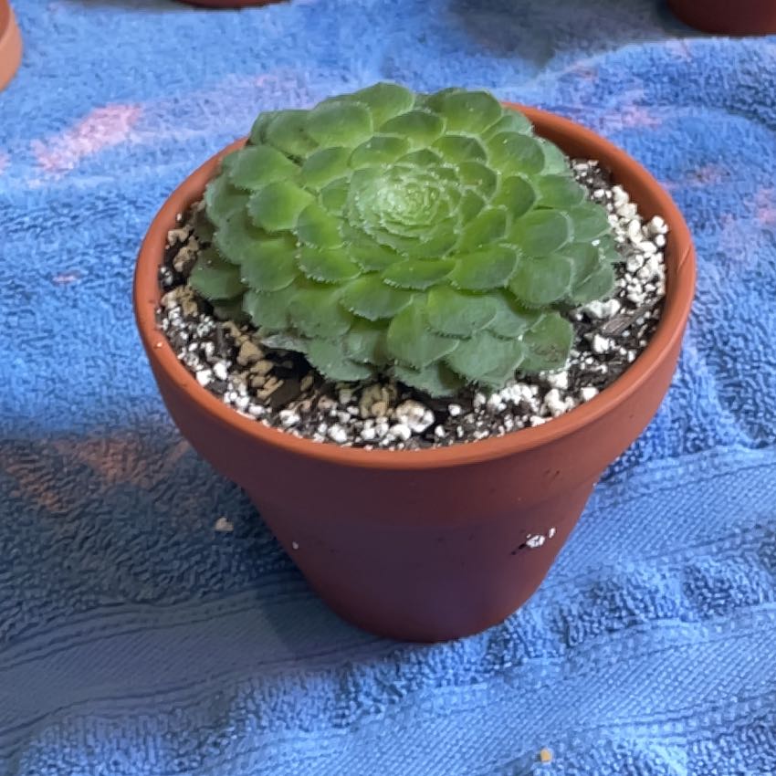 Photo of the plant species Flat-Topped Aeonium by @SilkyKudulily named Gregarious on Greg, the plant care app