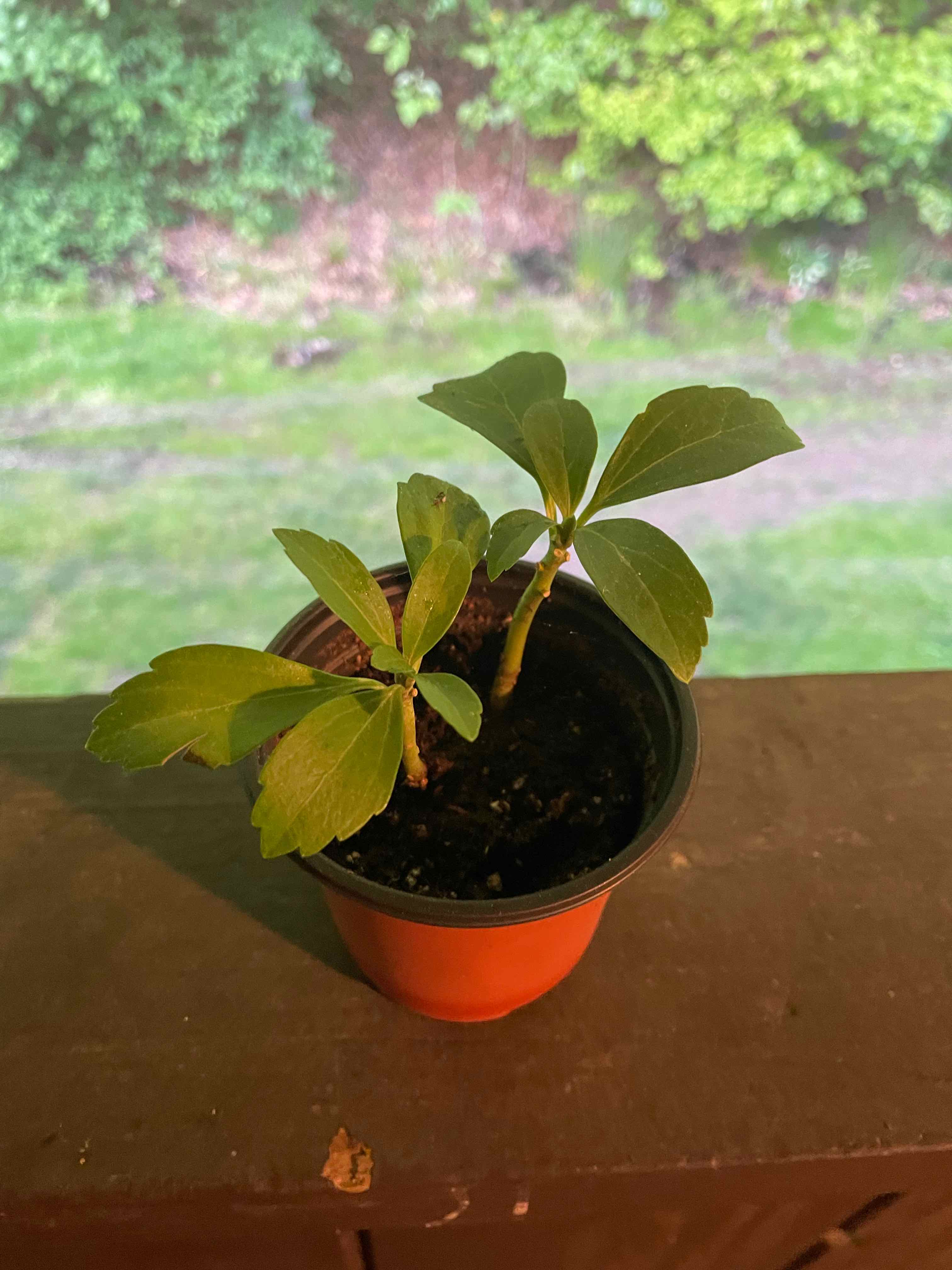 Small potted Japanese Spurge plant with green leaves, healthy appearance.