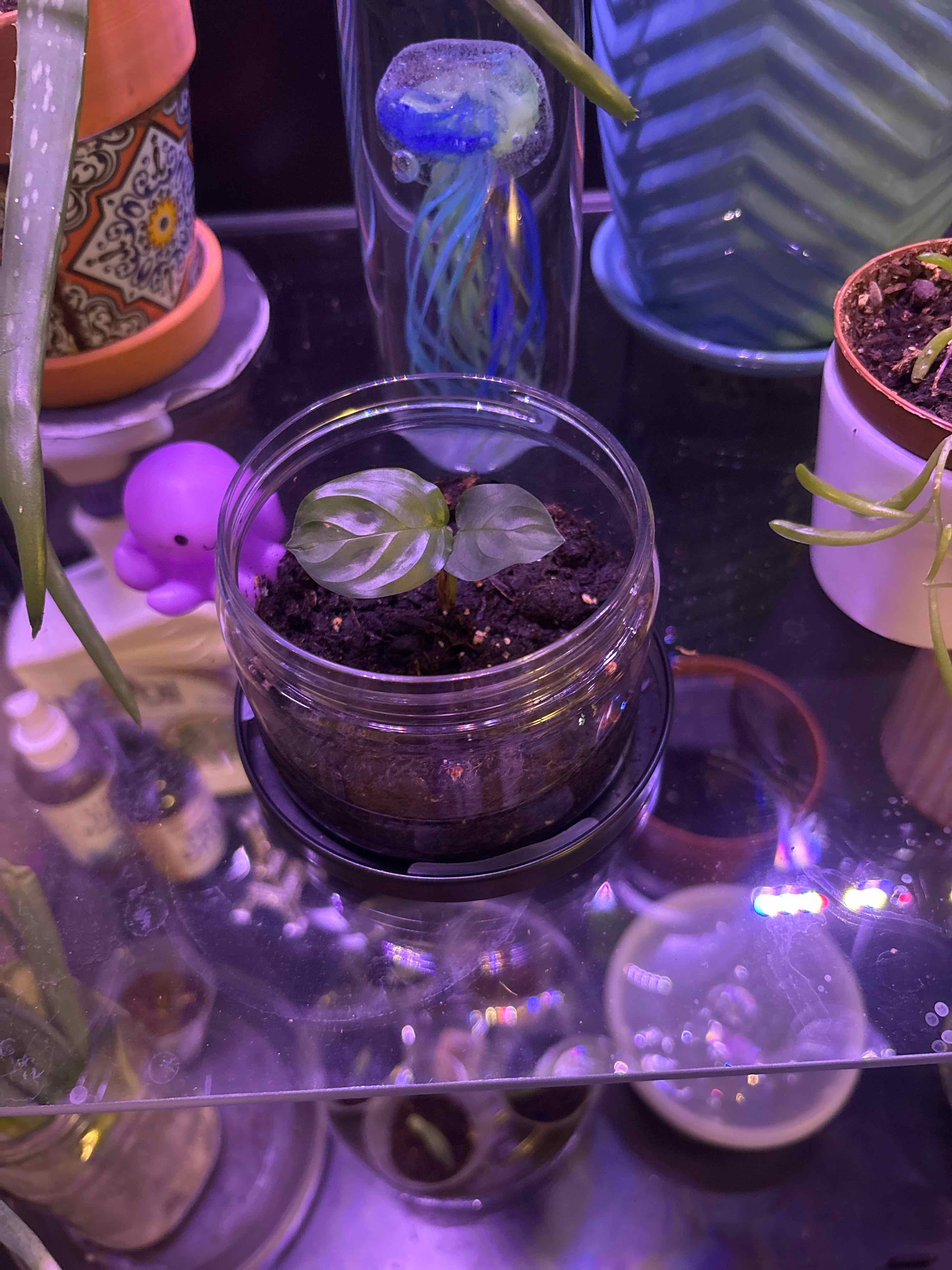 Photo of the plant species Prayer Plant by @FitJewelplant named Leonardo on Greg, the plant care app