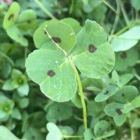 Photo of the plant species African Woodsorrel by @EthicalHardpine named Sol on Greg, the plant care app