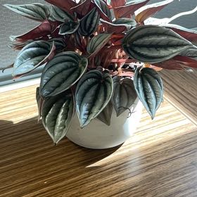 Photo of the plant species Mendoza by @KeenCigarplant named Remy on Greg, the plant care app