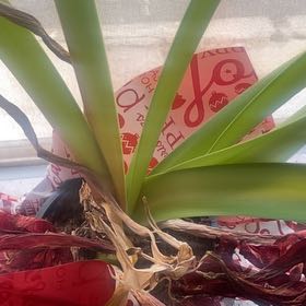 Photo of the plant species Dragon Amaryllis by @SaluteChervil named McKinley on Greg, the plant care app