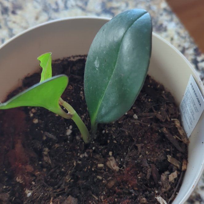 Photo of the plant species Pepperomia santorini by @SlinkySkypilot named Delilah on Greg, the plant care app