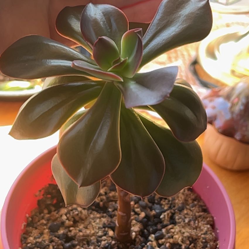 Photo of the plant species Echeveria 'Autumn Flame' by @SustainedFlax named Daphne on Greg, the plant care app