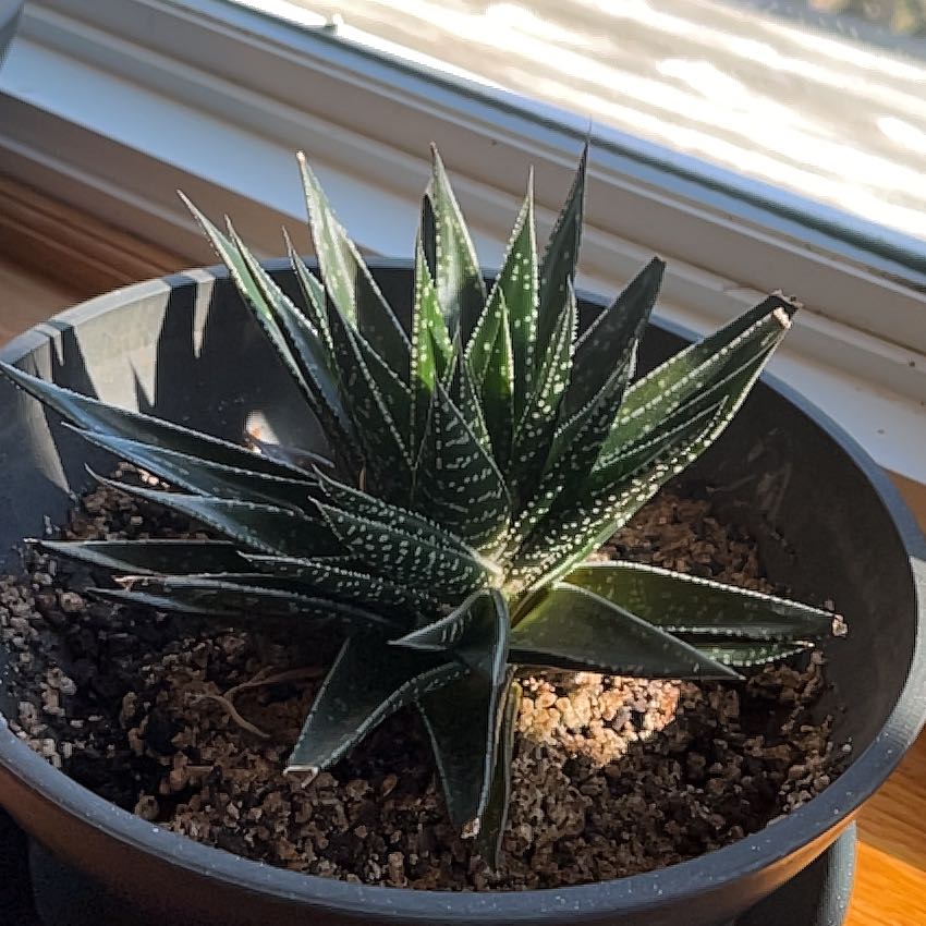 Photo of the plant species Gasteria aristata by @SustainedFlax named Oscar on Greg, the plant care app