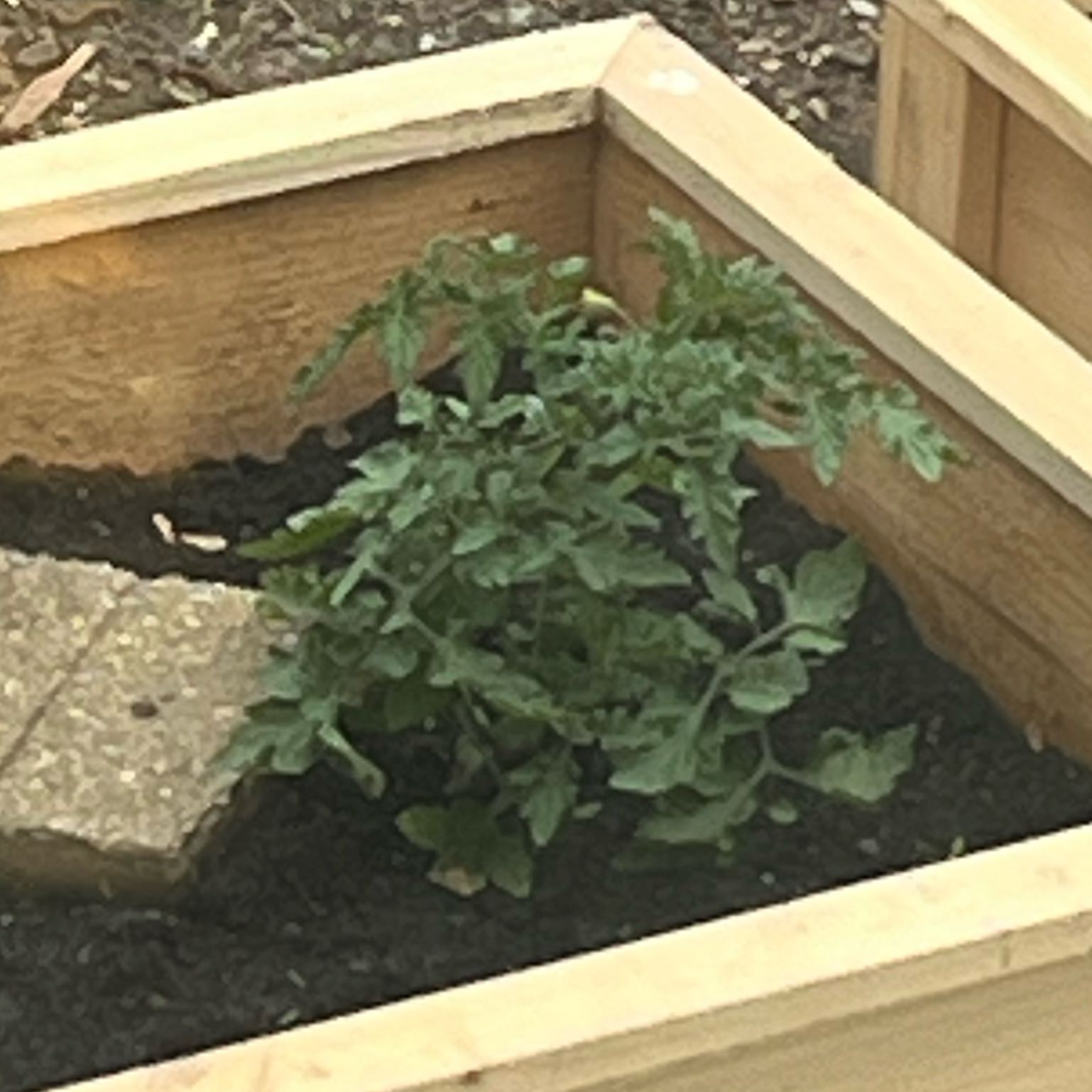 Photo of the plant species Tomato 'Better Boy' by @SustainedFlax named Boy on Greg, the plant care app