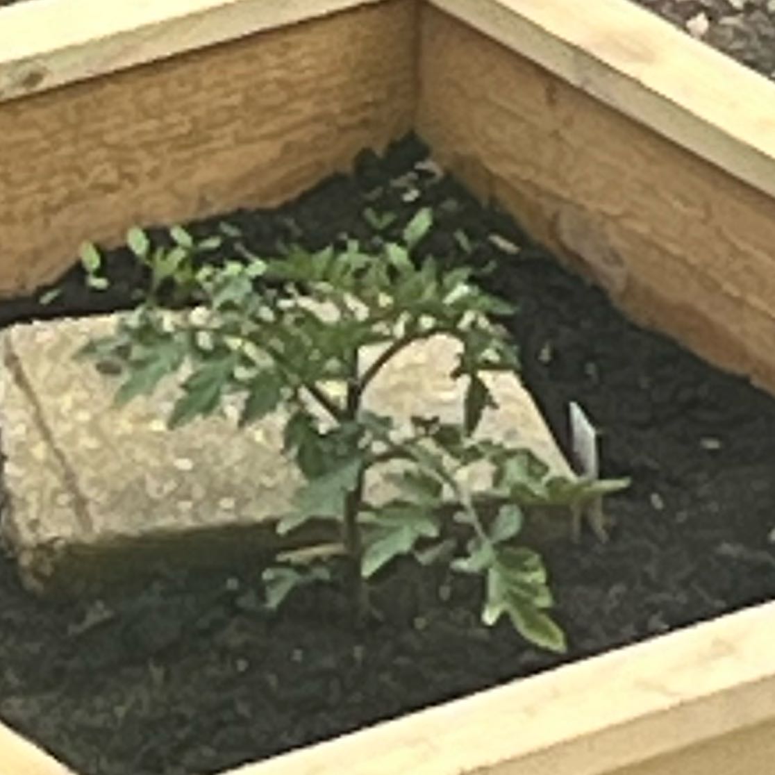 Photo of the plant species Golden Jubilee Tomato by @SustainedFlax named Clooney on Greg, the plant care app
