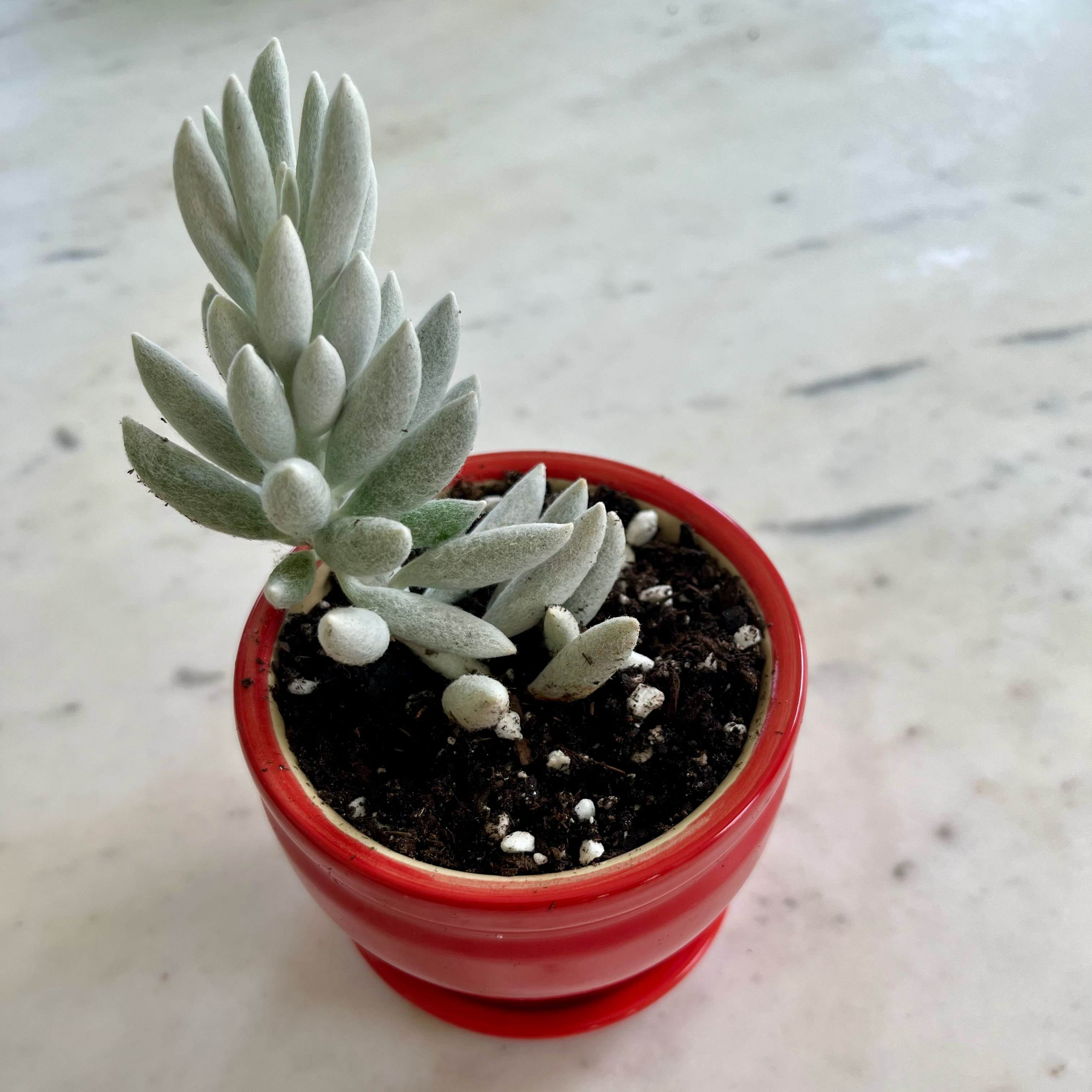 Woolly Senecio plant in a red pot with visible soil, well-framed and in focus.