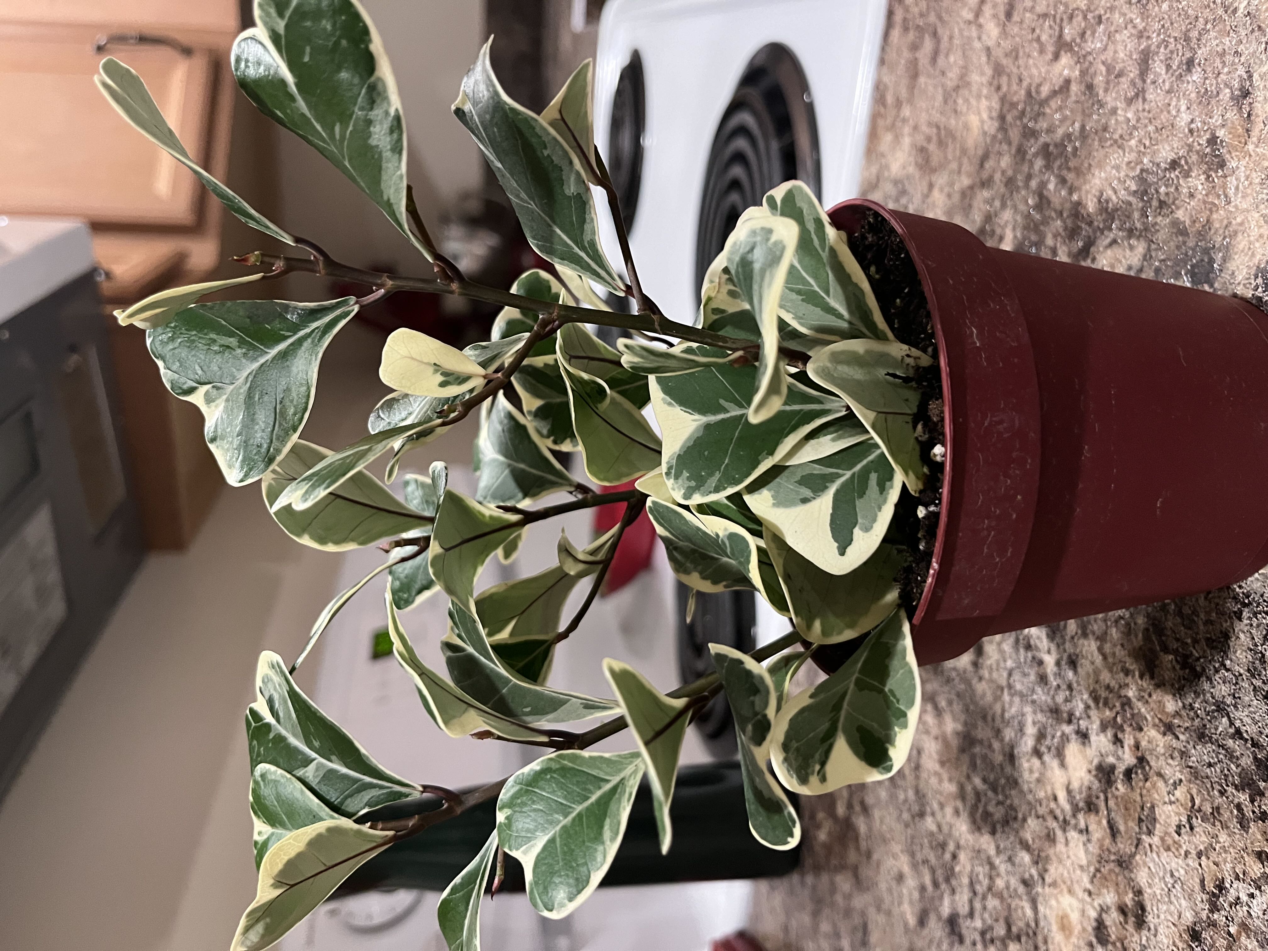 Photo from the post