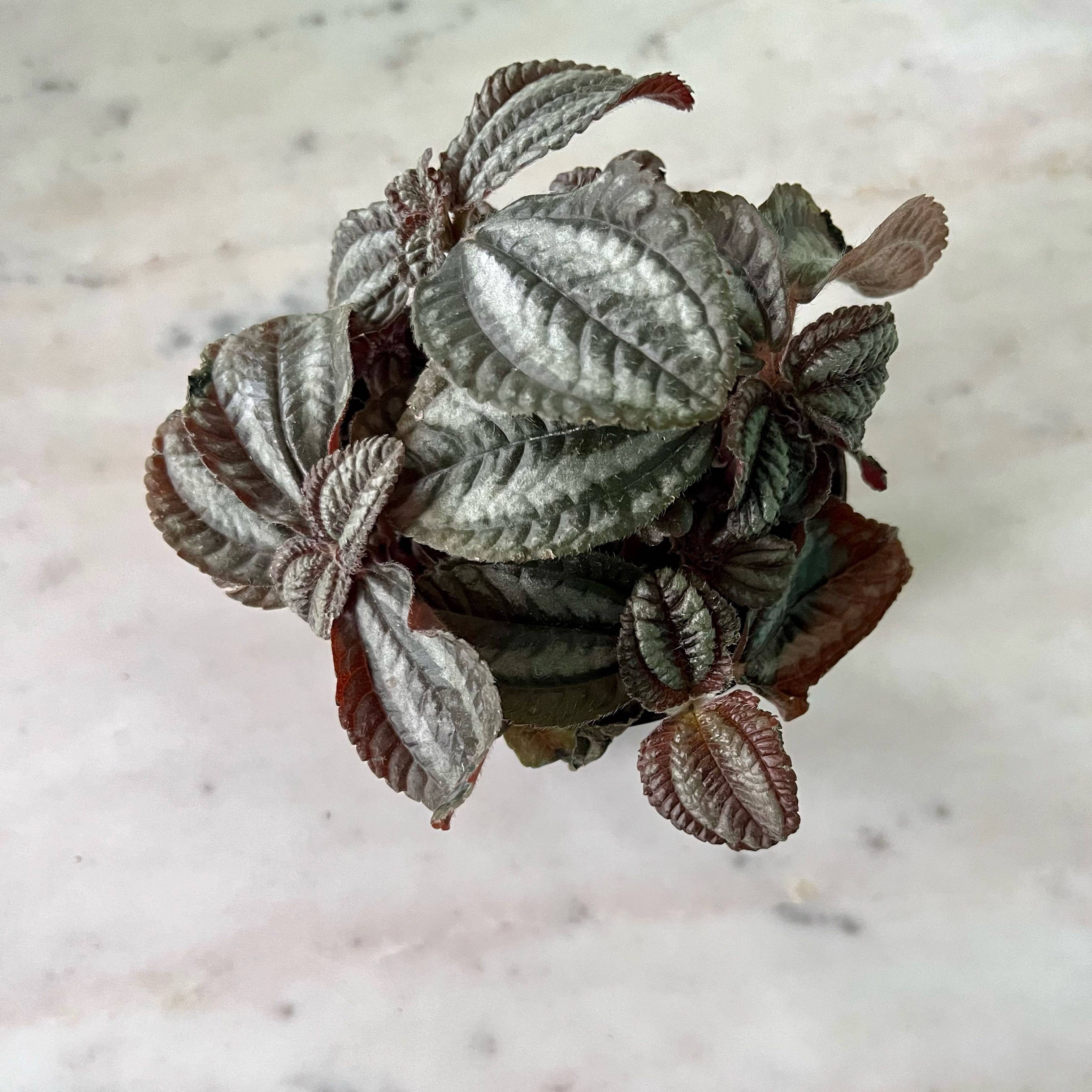 Pilea involucrata 'Norfolk' plant with textured, dark green leaves.