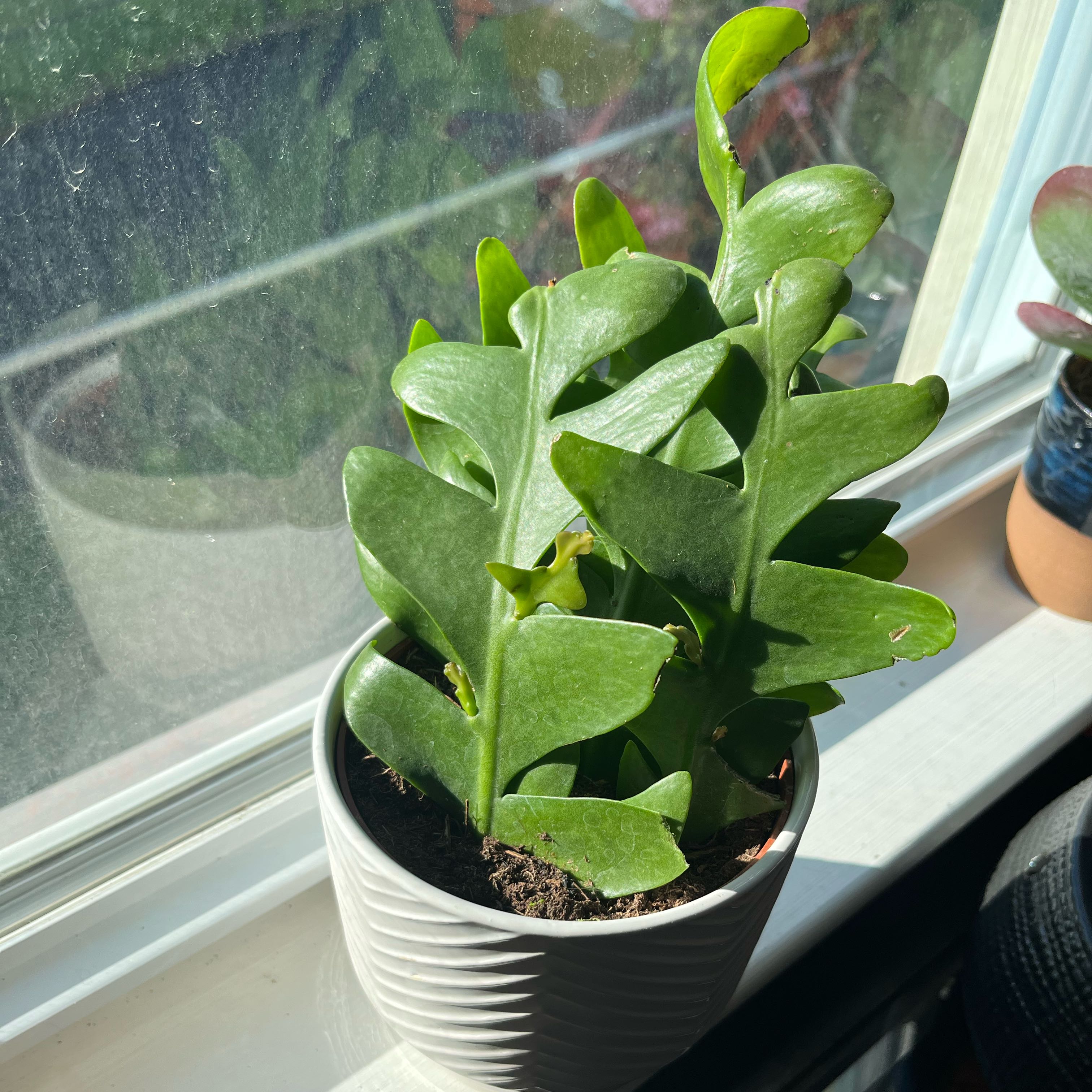 Healthy shark fin cactus in a white pot on a windowsill.