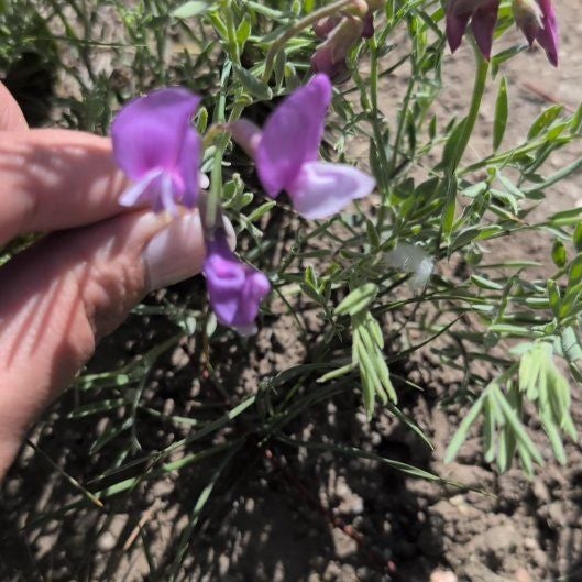 Photo of the plant species Caley Pea by @SelectLemonfern named Rainier on Greg, the plant care app