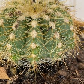 Photo of the plant species White Ball Cactus by @BetterPecan named Gates on Greg, the plant care app