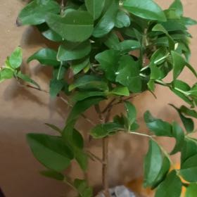 Photo of the plant species Rara Jaboticaba by @BetterPecan named Osmo on Greg, the plant care app