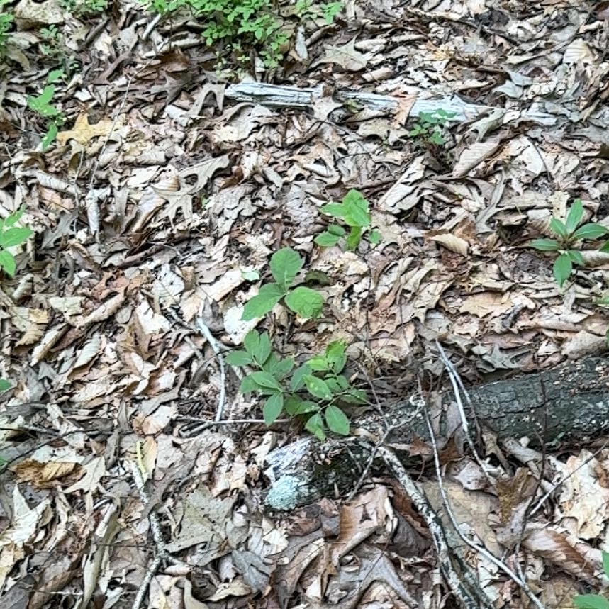 Photo of the plant species American Ginseng by @OptimistRhodora named Demi on Greg, the plant care app