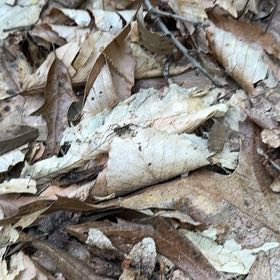 Photo of the plant species Big-Leaf Magnolia by @OptimistRhodora named Austen on Greg, the plant care app