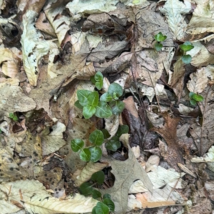 Photo of the plant species Partridge Berry by @OptimistRhodora named Osmo on Greg, the plant care app