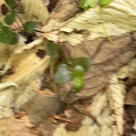 Photo of the plant species Partridge Berry by @OptimistRhodora named Tree Diddy on Greg, the plant care app