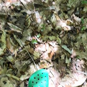 Photo of the plant species Putty Root by @OptimistRhodora named Lola on Greg, the plant care app