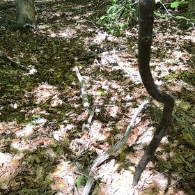 Photo of the plant species Alabama Supplejack by @OptimistRhodora named Scarlett on Greg, the plant care app