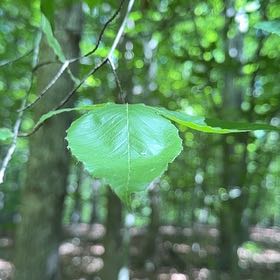 Photo of the plant species Mountain Paper Birch by @OptimistRhodora named Plato on Greg, the plant care app