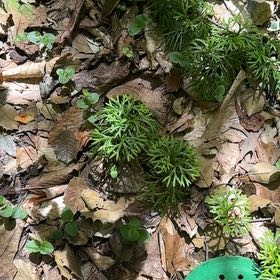 Photo of the plant species Dendrolycopodium dendroideum by @OptimistRhodora named Ronaldo on Greg, the plant care app
