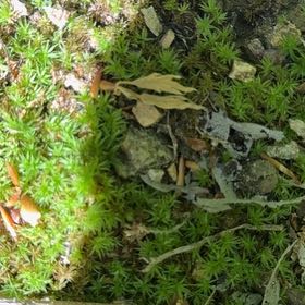 Photo of the plant species Common Smoothcap Moss by @OptimistRhodora named Kobe on Greg, the plant care app