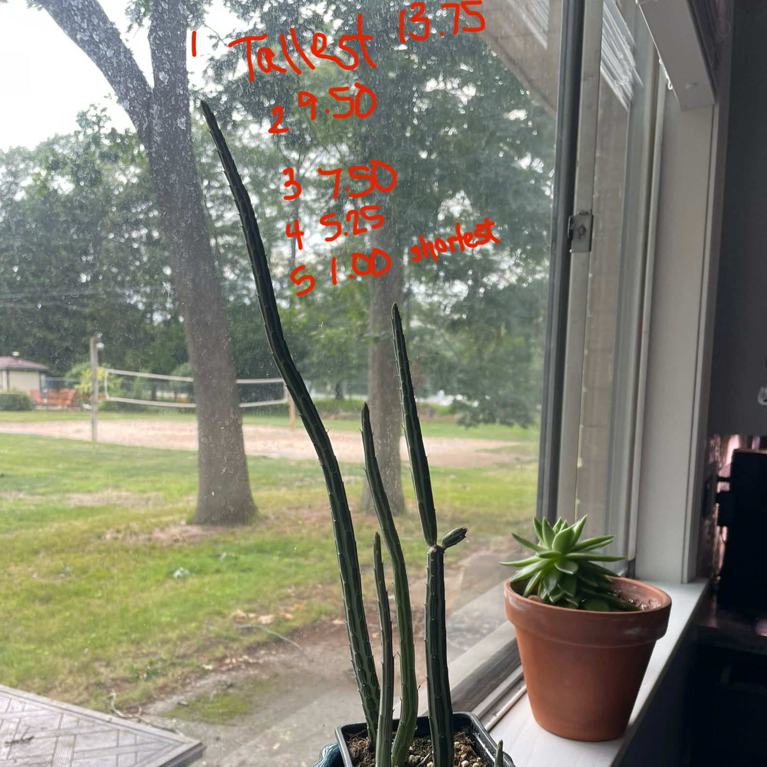 Photo of the plant species Inch Worm by @Skartes named Bigleef Smalls on Greg, the plant care app