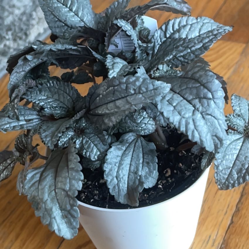Photo of the plant species Pilea Silver Cloud by @Skartes named Orlando Bloom on Greg, the plant care app