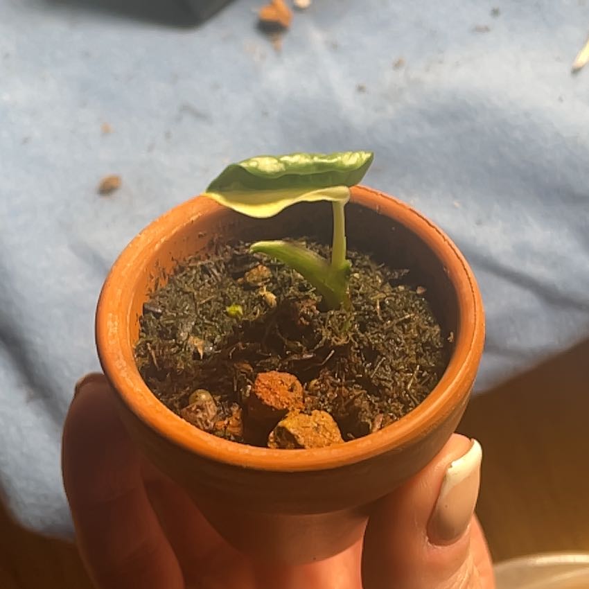 Photo of the plant species Archipelago Swiss Cheese Plant by @Skartes named Austen on Greg, the plant care app