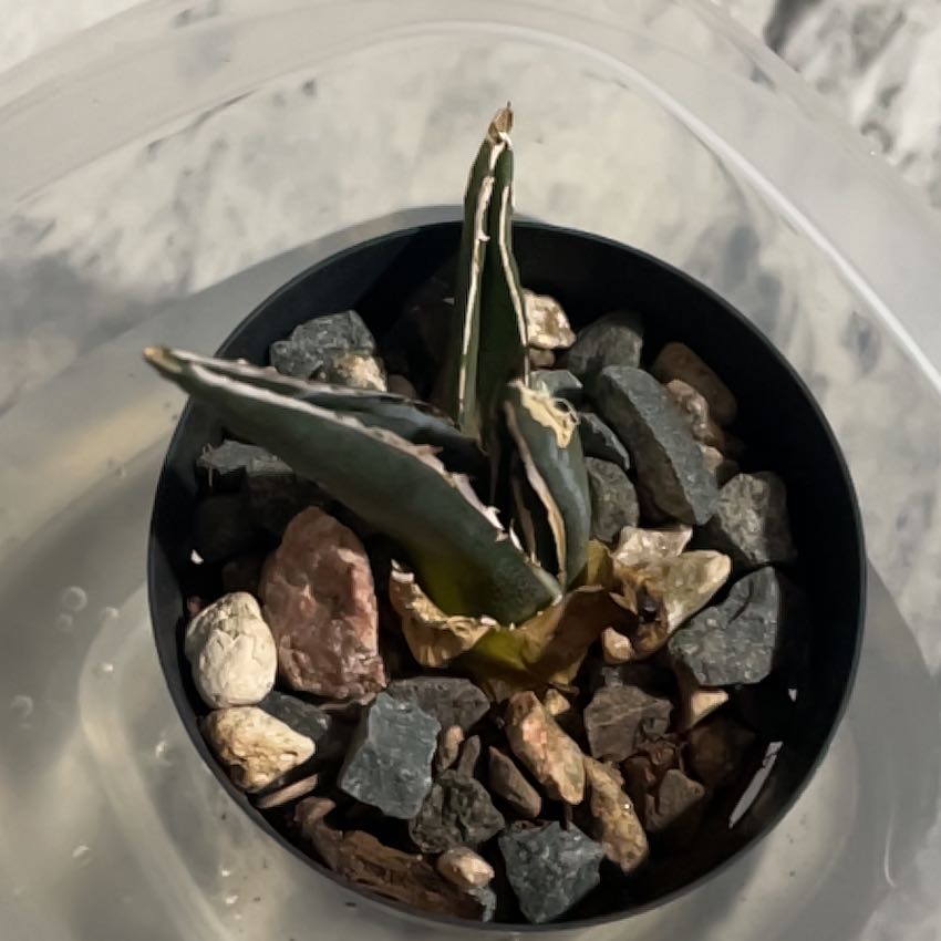 Photo of the plant species King of the Agaves by @Skartes named Naomi on Greg, the plant care app