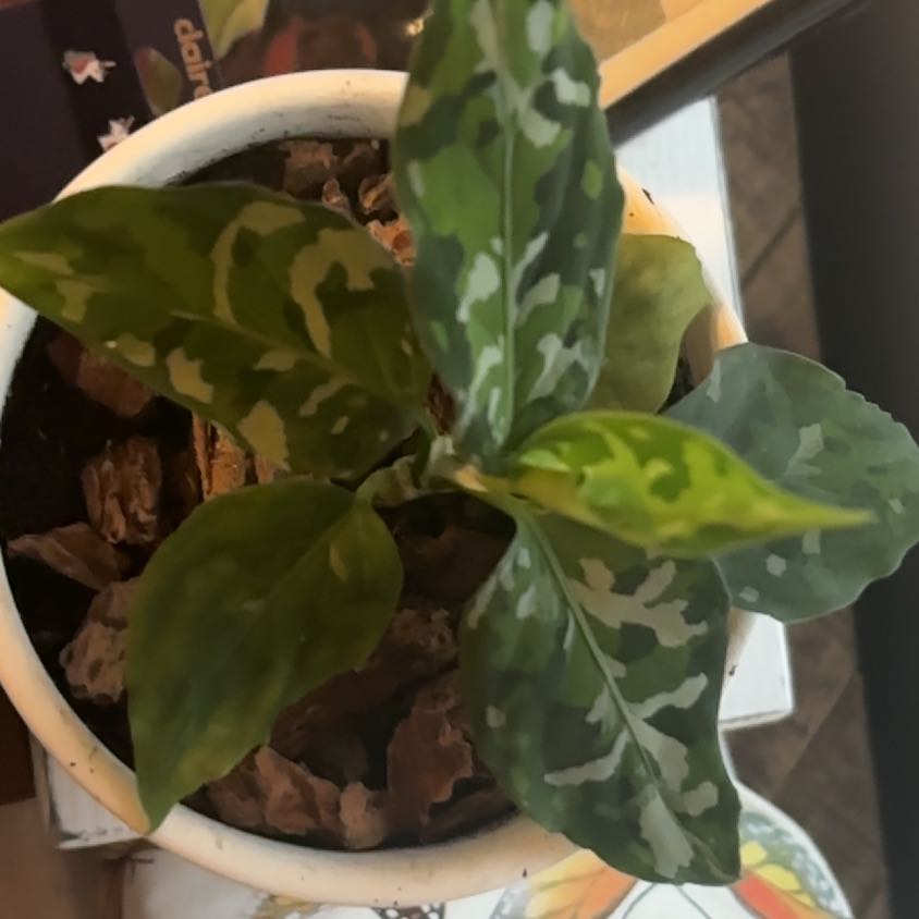 Plant care for Anglaonema Ruby Ray on Greg, the plant care app