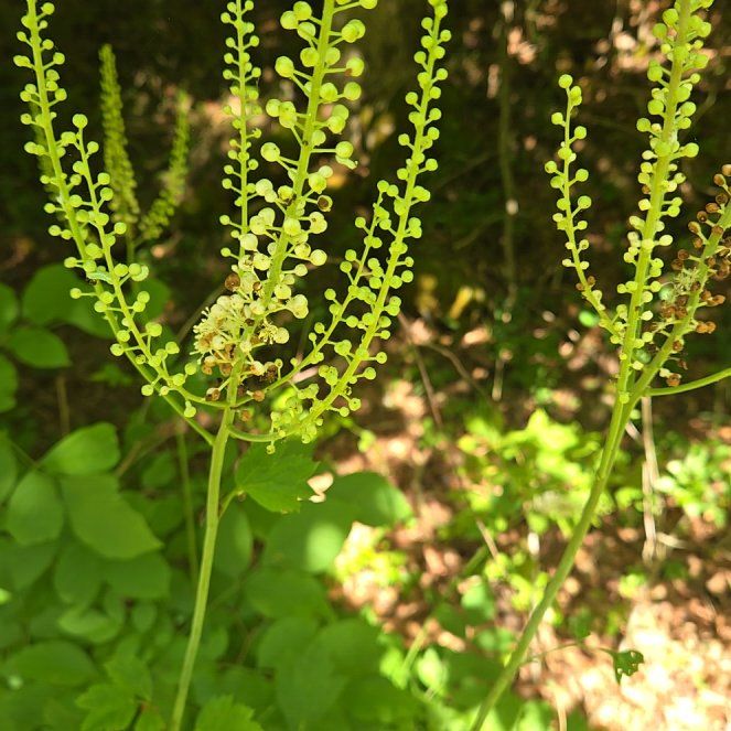 Photo of the plant species Black Baneberry by @ActiveMinikitty named Elle on Greg, the plant care app