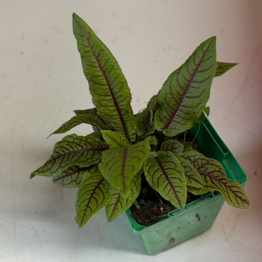 Photo of the plant species Redvein Dock by @IntenseFeijoa named Treeyoncé on Greg, the plant care app