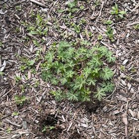 Photo of the plant species Winter Aconite by @IntenseFeijoa named Winston on Greg, the plant care app