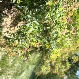 Photo of the plant species White Moss by @PoetAraguaney named Nemo on Greg, the plant care app