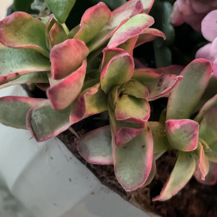 Photo of the plant species Crassula capitella 'Variegata' by @PreciousWinika named Gaga on Greg, the plant care app