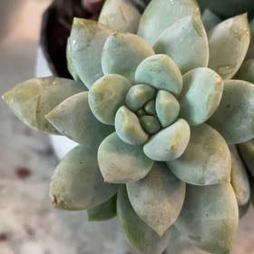 Photo of the plant species Pudgye by @PreciousWinika named Bigleef Smalls on Greg, the plant care app