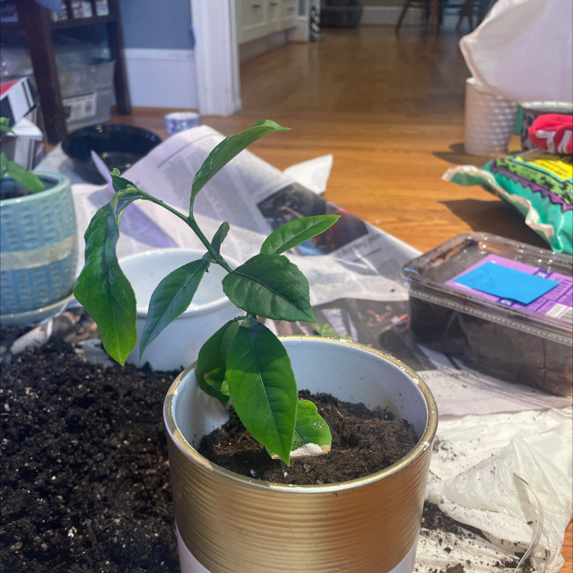 Photo of the plant species Lily 'Lemon Tree' by @RoundBogarum named JHamilton on Greg, the plant care app