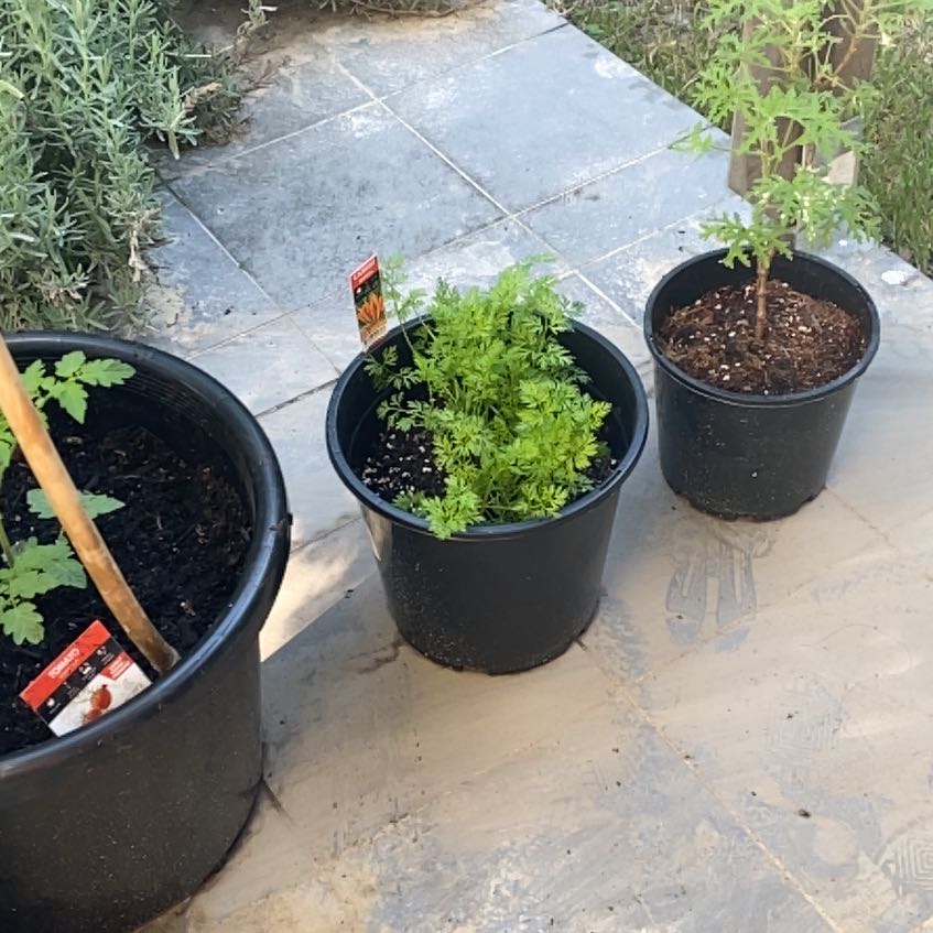 Photo of the plant species Carrot Fern by @AthleteGuepinia named Treeyoncé on Greg, the plant care app