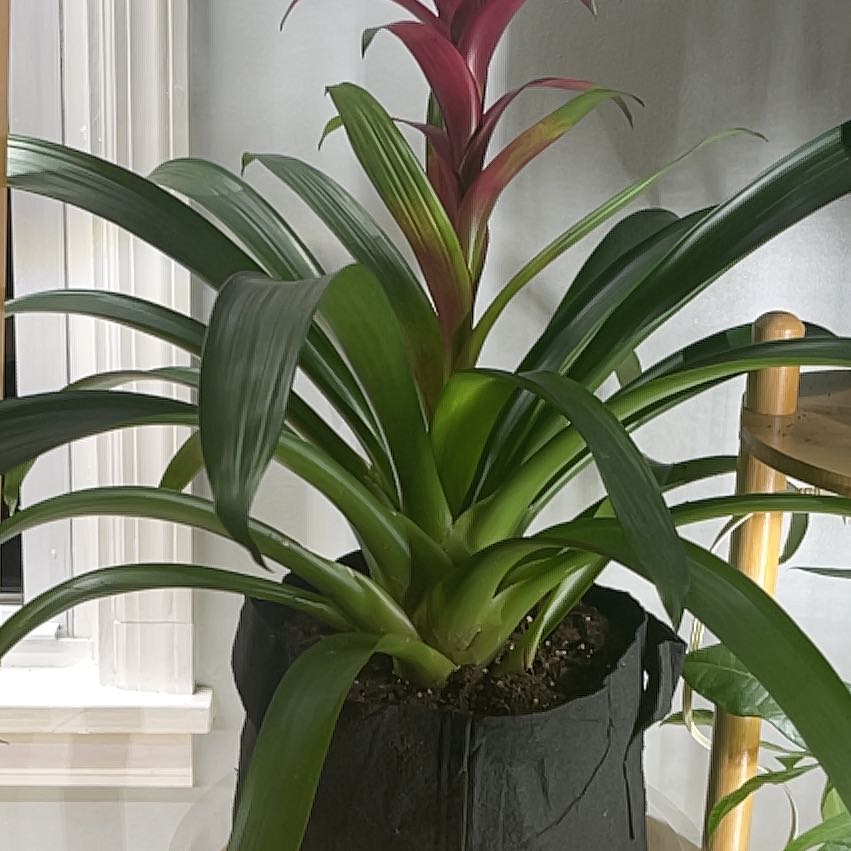 Photo of the plant species Bromeliad Antonio Pink by @ScottyO named Anne on Greg, the plant care app