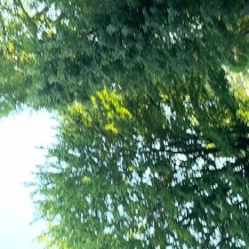 Photo of the plant species Bradford Pear by @ScottyO named Bieber on Greg, the plant care app
