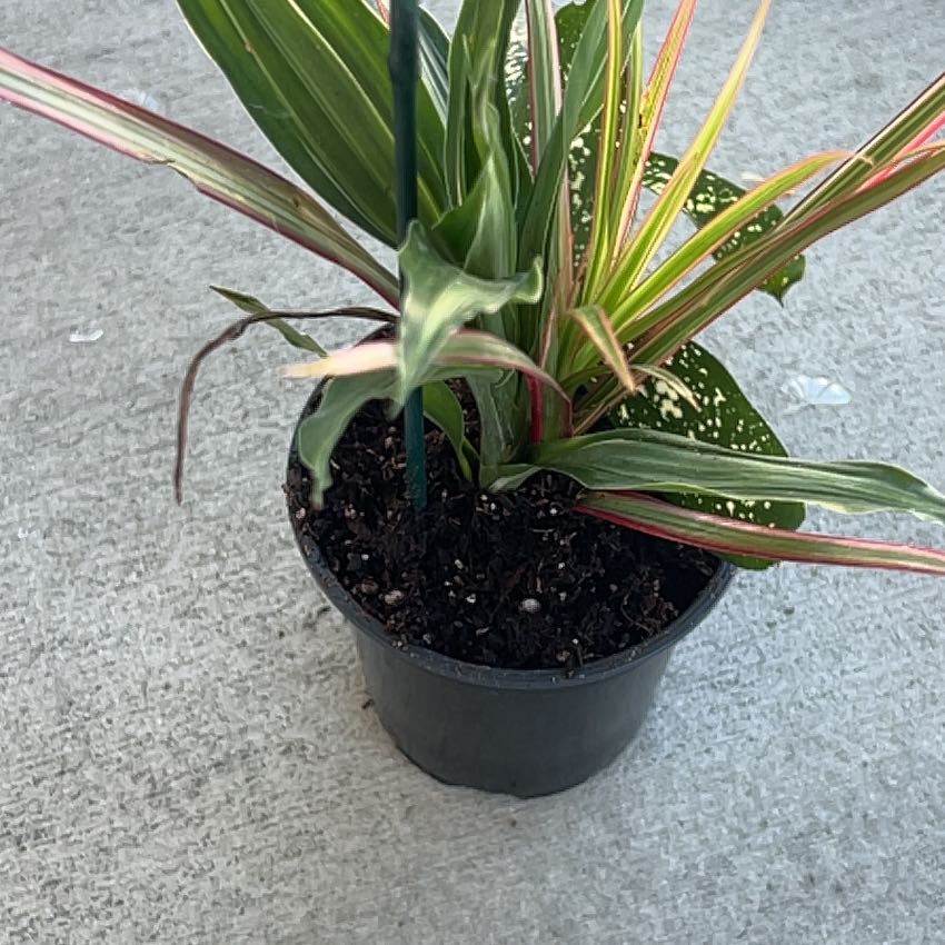 Cordyline fruticosa 'Pink Diamond' plant in a small pot with slight browning on leaf tips.