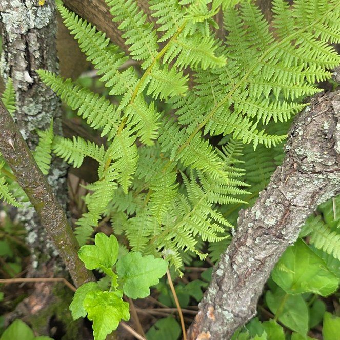 Photo of the plant species Common Ladyfern by @CivicMexico named Michelle Branch on Greg, the plant care app