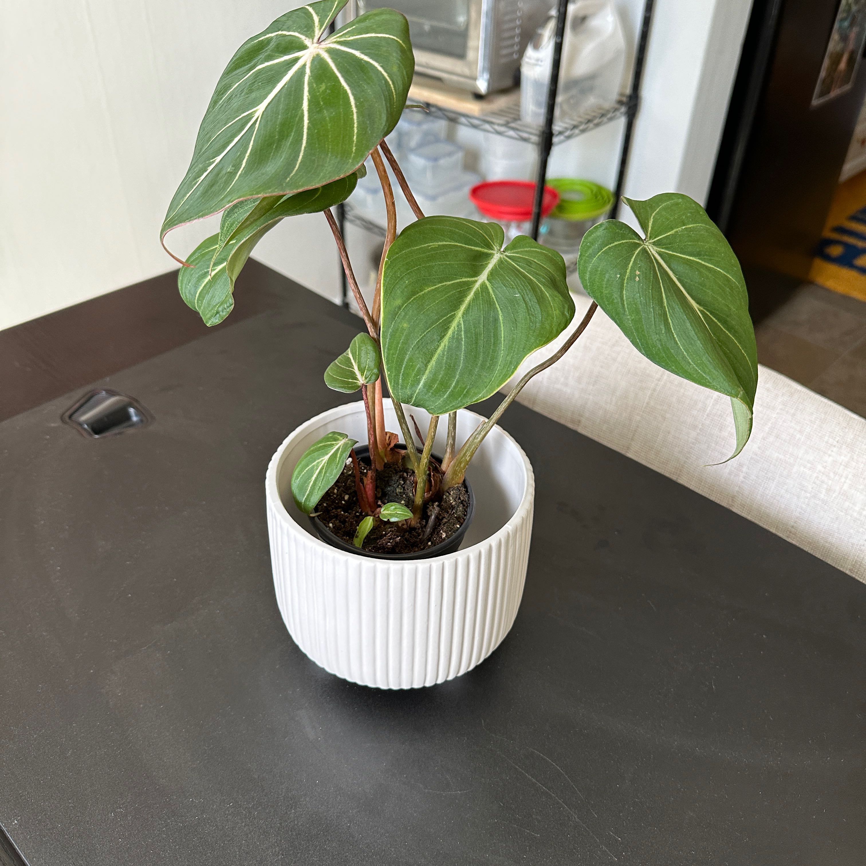 Plant care for Philodendron Jose Bueno Fiesta on Greg, the plant care app