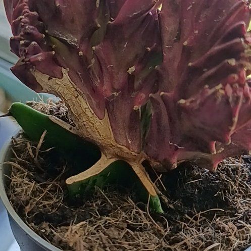 Photo of the plant species Crested Euphorbia 'Album' by @WorthyHope named Euphoria on Greg, the plant care app