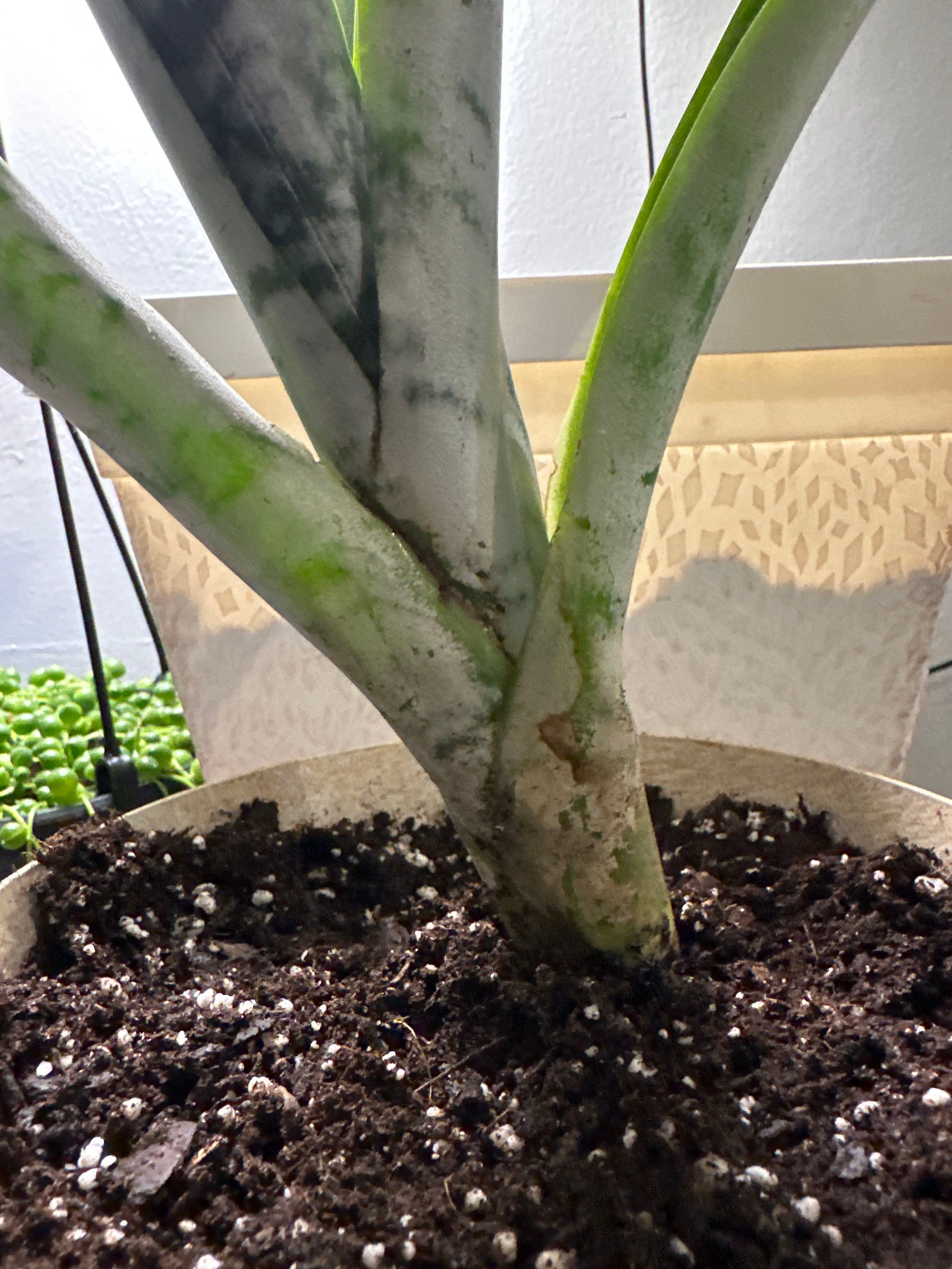 Brommy A plant by TerrificCaraway on Greg